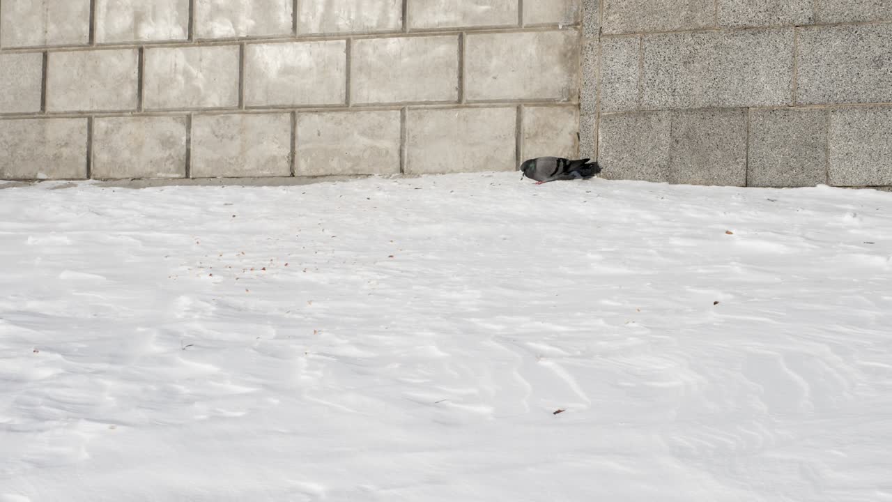 비둘기는 눈이 인 땅에서 먹이를 먹고, 비둘기는 겨울에 먹을 것을 먹는다.