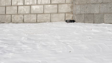 the pigeon eats food on the snowy ground, the pigeon in the winter season.