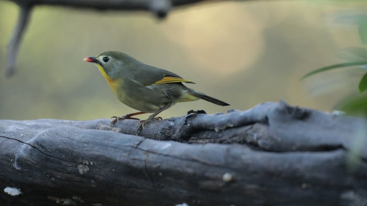 A Red Billed Leiothrix feeding from a log of wood