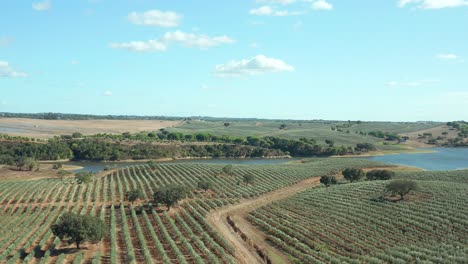 plantación de olivos al lado de un lago en portugal, europa