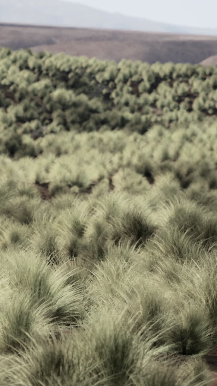 Un campo de hierba verde