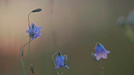 closeup of common harebell flowers in the meadow.