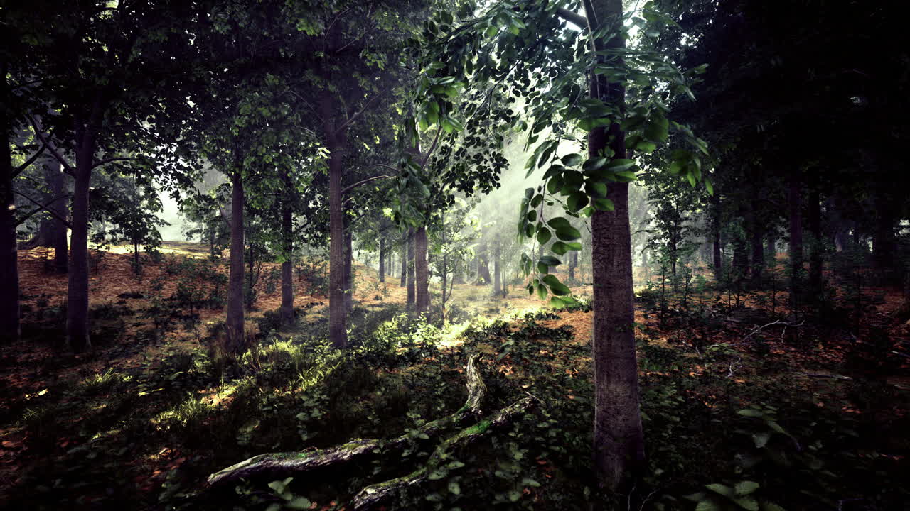 la luz del sol filtrándose a través de los árboles en un paisaje forestal sereno