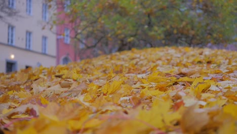 beautiful fall colors in gold and yellow as the trees drop their leafs on the ground, and the wind keeps blowing them around