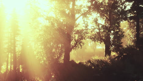amanecer en un bosque de coníferas brumoso