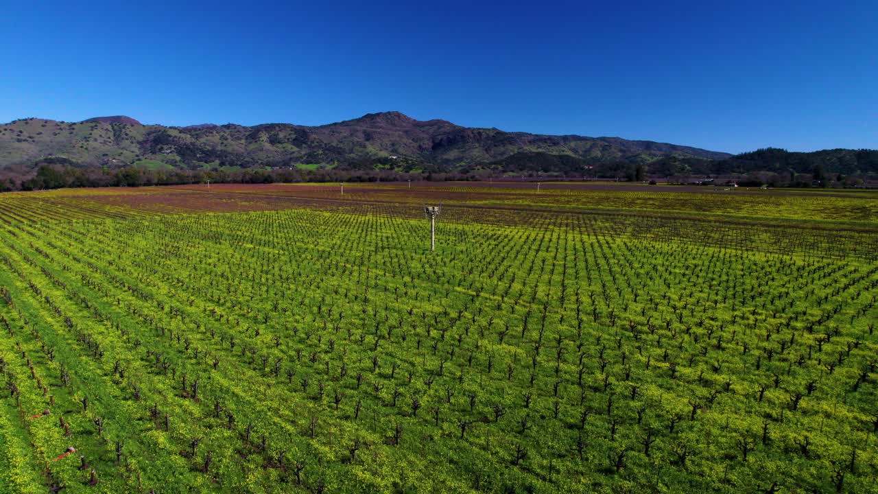 empujar lentamente en el ventilador de heladas en el medio de innumerables vides en el valle de napa california
