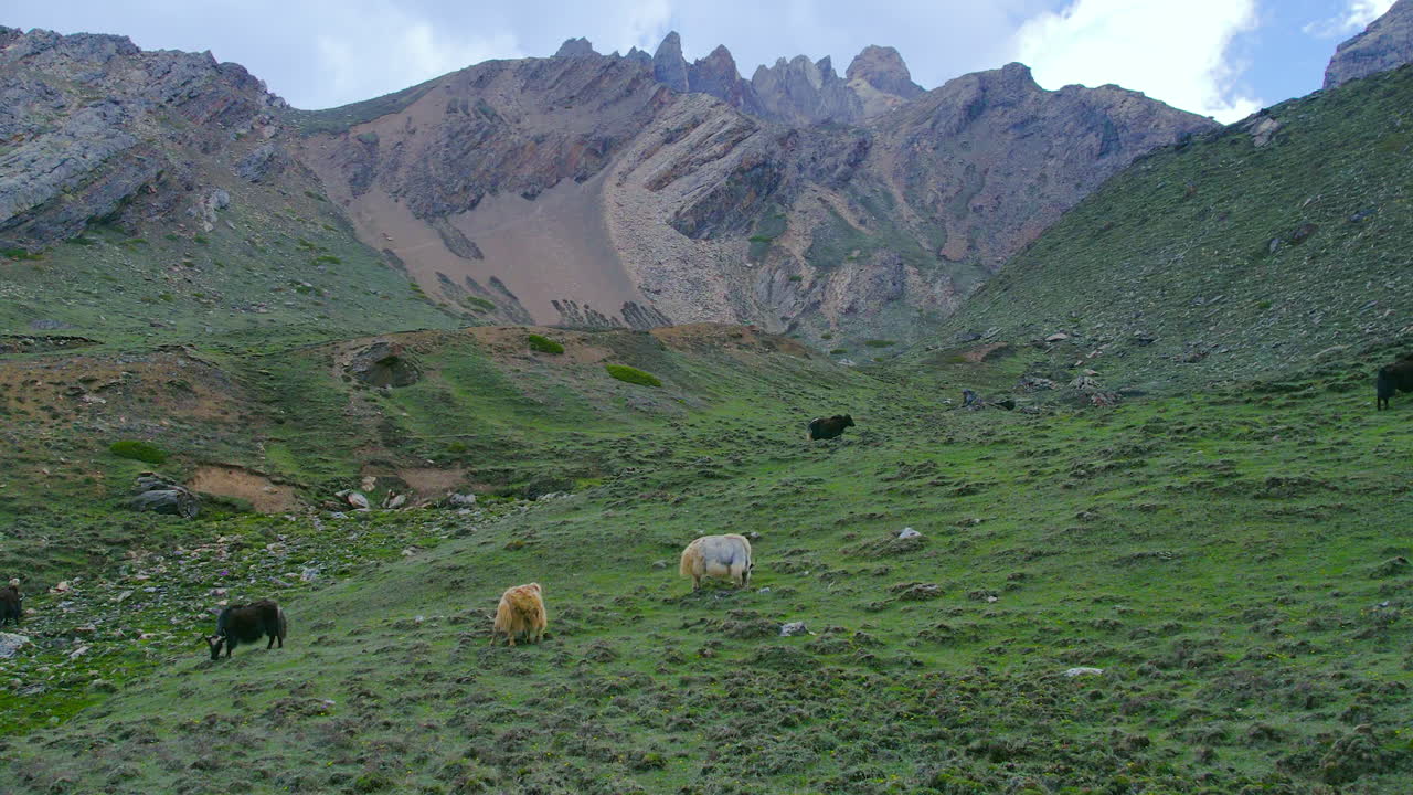 Droneopptak av yakokser som beiter foran steinete fjell med en fascinerende utsikt i Manang, Nepal