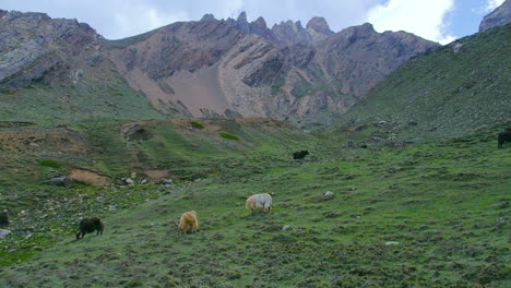 Toma-De-Drones-De-Yaks-Pastando-Frente-A-Montañas-Rocosas-Con-Una-Vista-Fascinante-En-Manang-Nepal