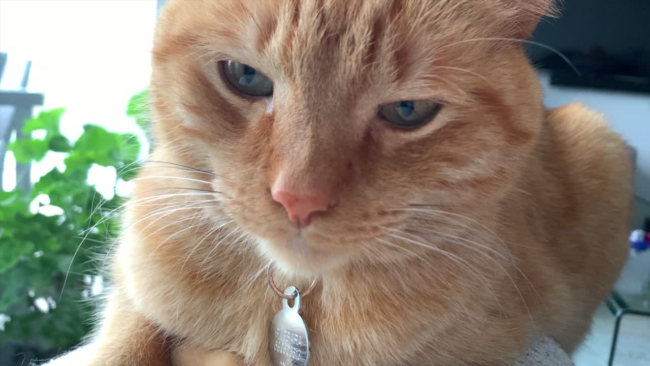 Close-up of cute red pet cat