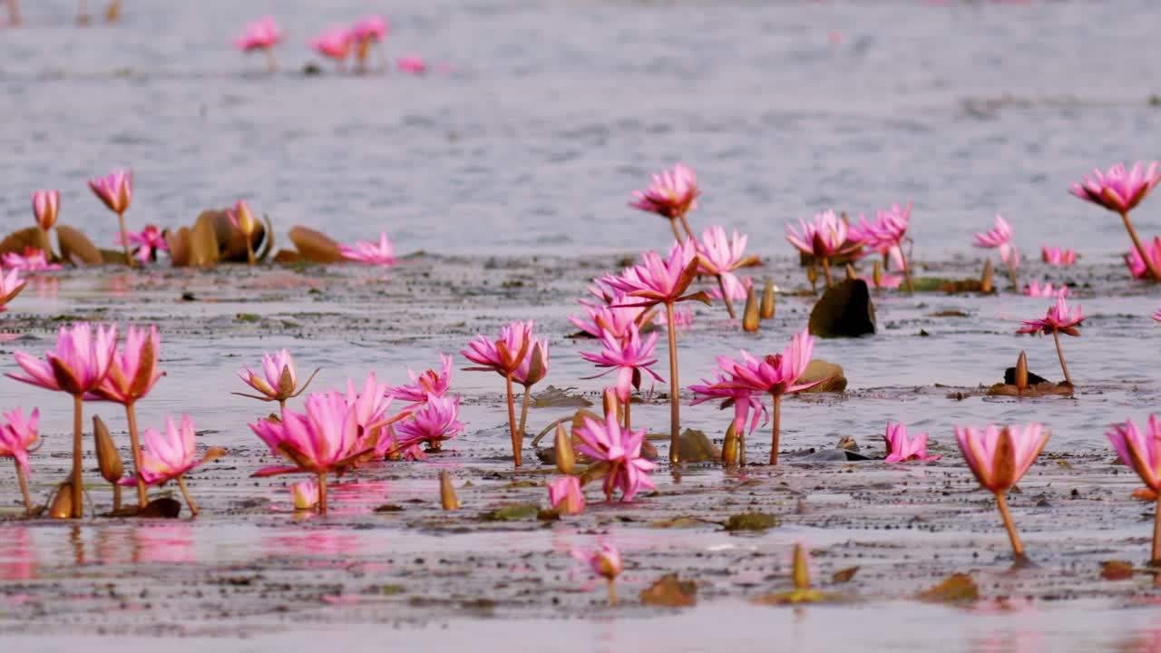 A serene view of blooming lotus flowers in a peaceful wetland showcasing nature's beauty.