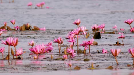 a serene view of blooming lotus flowers in a peaceful wetland showcasing nature's beauty.