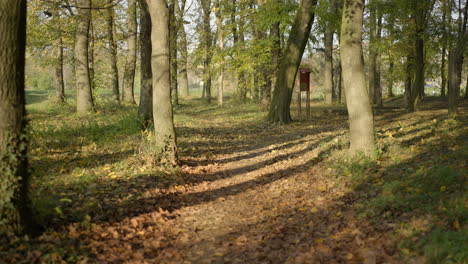 a tranquil path winding through an autumn forest