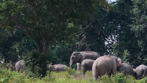 Herd-relaxing-in-the-afternoon,-a-big-alpha-male-faces-to-the-left-and-moves-away-followed-by-one-in-front