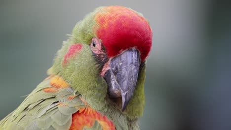 macro close up of pretty colorful red-fronted macaw in wilderness looking around