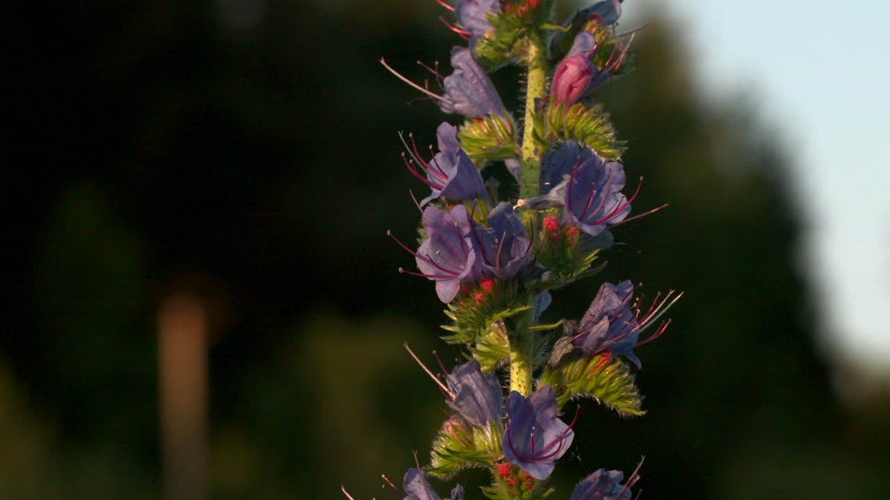 Close-up of a Borage flower