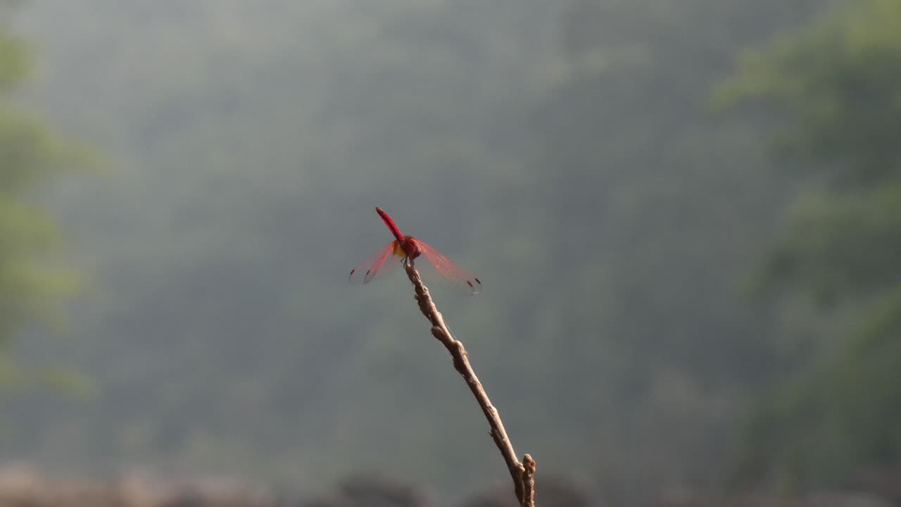 движение крыльев стрекозы..