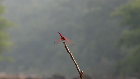 dragonfly  wings movement ..