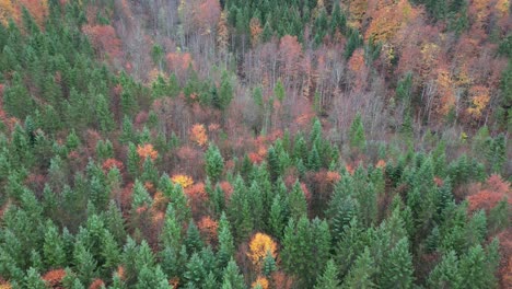 Von-Oben-Nach-Unten-Luftaufnahme-Des-Nadelwaldes-In-Der-Hochgelegenen-Alpenregion