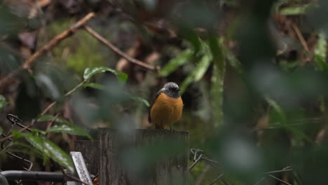 male daurian redstart perching and tail flicking on a block of wood surrounded by wild plants before flying away on a gloomy rainy day