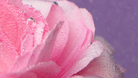 pink rose petals with bubbles underwater