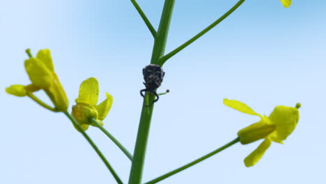 a macro shot of a small beetle on a green stem of a plant with yellow flowers, against a clear blue sky