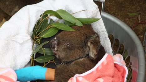 a rescued, injured bushfire koala suffering from horrific burns tries to eat with bandaged paws
