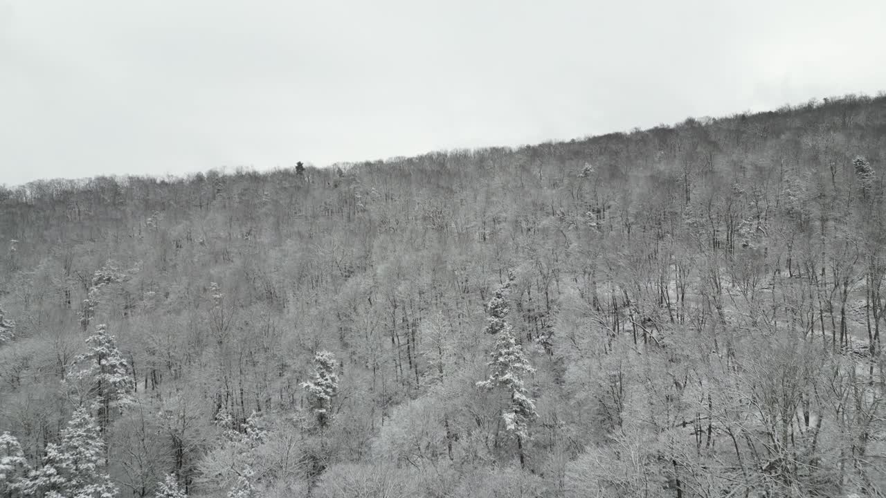 Cinematic Drone POV of a Snowy Forest Road and Frosty Pine Trees
