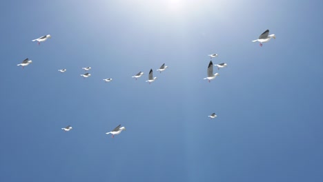 a big flock of birds flying in the sky against a backdrop of clouds background.