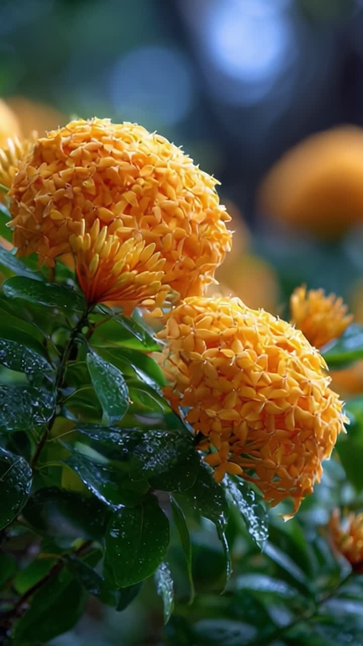 Una straordinaria esposizione di vivaci fiori arancioni: primi piani di vibranti formazioni floreali circondate da una vegetazione lussureggiante, illuminate da una luce naturale soffusa