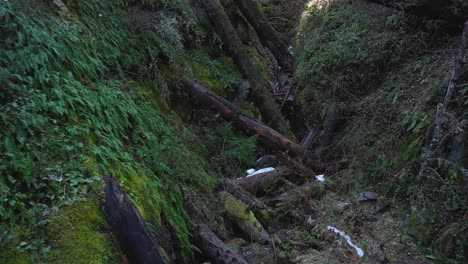 Moving-through-a-green-mountain-ravine-full-of-grass-and-ferns