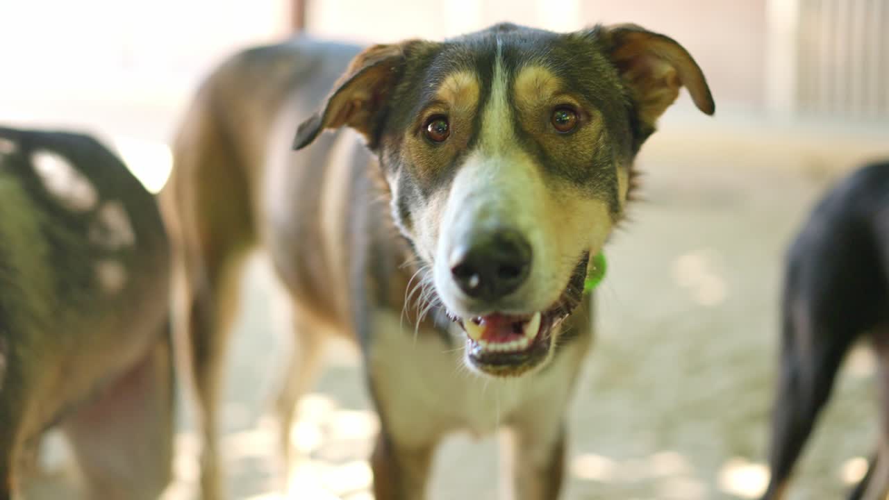 Close-up de um cachorro feliz de raça mista ofegante e olhando para a câmera