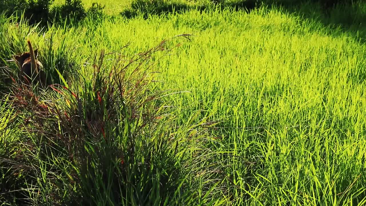 perro caminando entre el arrozal a la luz de la mañana, muestra la vida en el campo rural en camboya