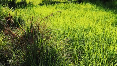 Perro-Caminando-Entre-El-Arrozal-A-La-Luz-De-La-Mañana,-Muestra-La-Vida-En-El-Campo-Rural-En-Camboya