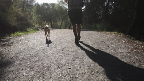 Vorbereitung-Für-Einen-Lauf-Mit-Hound-Welpen-In-Die-Wildnis-In-Spanien