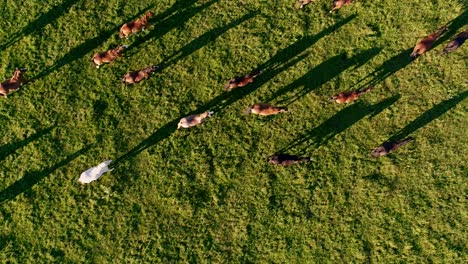 a group of horses walk on a grass field