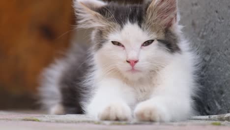 beautiful black and white cute kitten lying on the asphalt sleeping