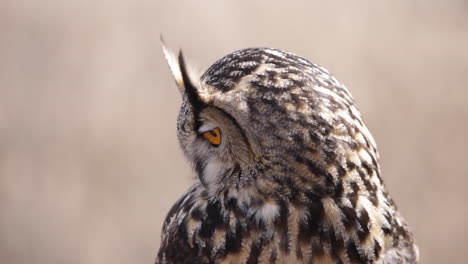 eagle owl on the prowl searching for food in the forest