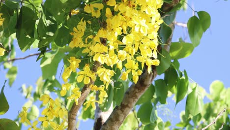 yellow flowers blooming on a sunny day