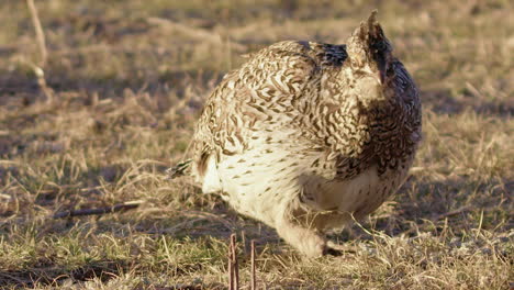 itchy sharp-tailed grouse scratches head with foot on prairie morning