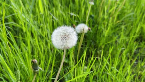 Löwenzahn-Im-Frühling-Vor-Einem-Grünen-Hintergrund