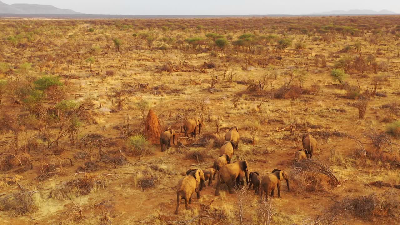 antena de drones sobre una enorme manada familiar de elefantes africanos moviéndose a través del monte y la sabana de áfrica parque erindi namibia 3