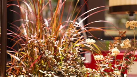 close-up of bushes with red car background