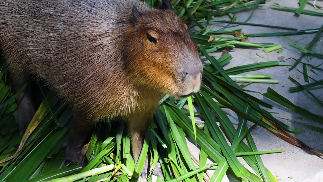 Capybara eating grass