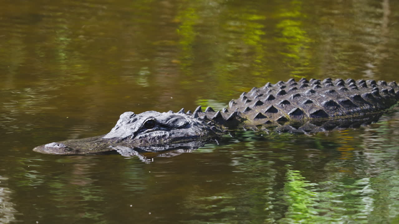 Alligator Close Up in Tannic Water