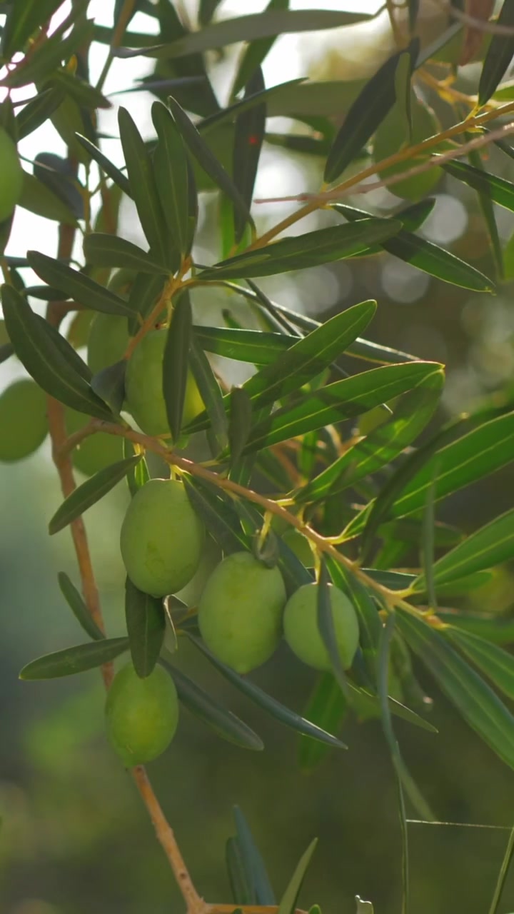 Ramo verde di un albero con olive in una giornata di sole