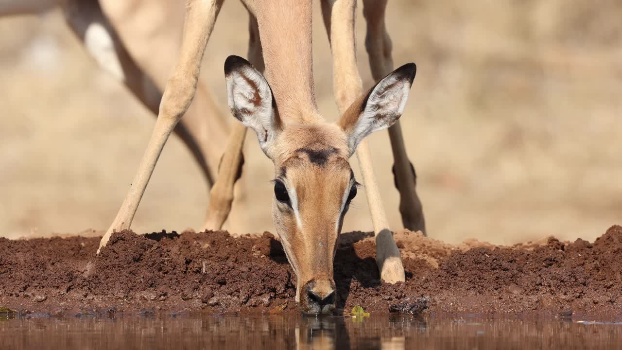 Closeup of a female impala drinking in front of a underground hide, Greater Kruger.