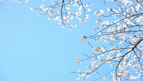 cherry tree swaying in the wind in the clear sky