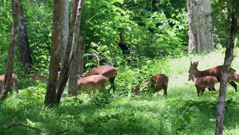 Ciervo-Cerdo-Indio,-Hyelaphus-Porcinus