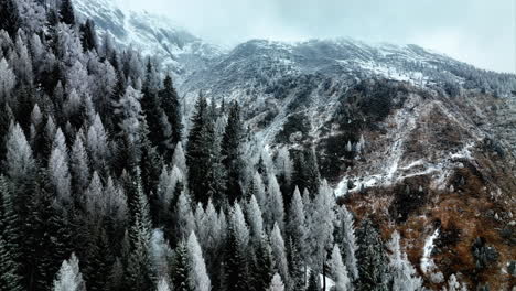 Luftflug-über-Weiße,-Winterlich-Bedeckte-Kiefern-Am-Berghang-In-Bedretto,-Schweiz