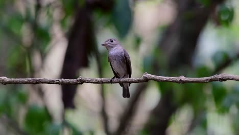 The-Asian-Brown-Flycatcher-is-a-small-passerine-bird-breeding-in-Japan,-Himalayas,-and-Siberia